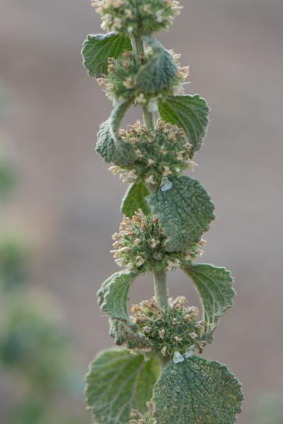 Horehound Plant from Adobe Stock