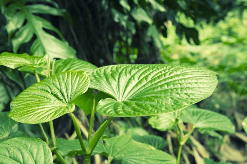 Kava Leaves