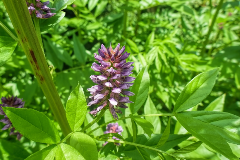 Licorice Flower and Leaves