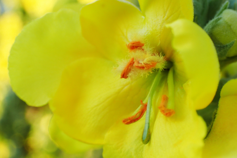 Closeup of Mullein Flower from Adobe Stock