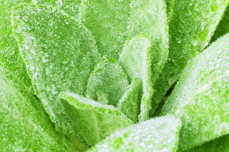 Mullein Leaves from Adobe Stock