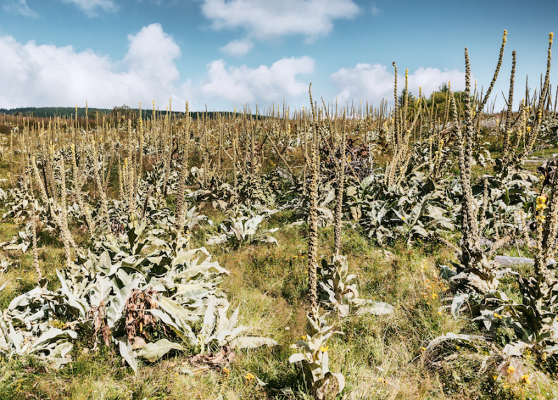 Mullein plants growing in a field from Adobe Stock