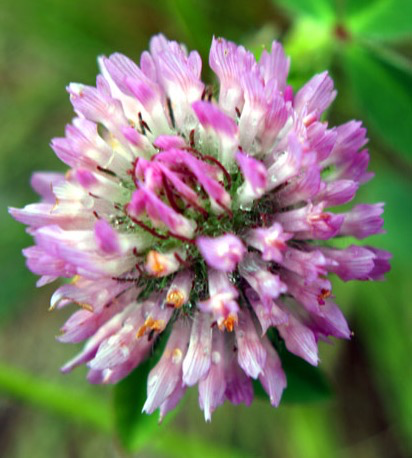 Red Clover Flower