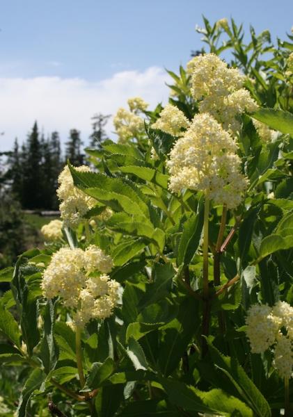 Red Elderberry bush