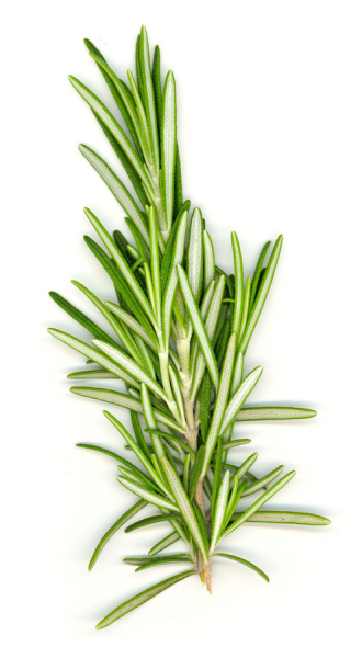 Rosemary Leaves