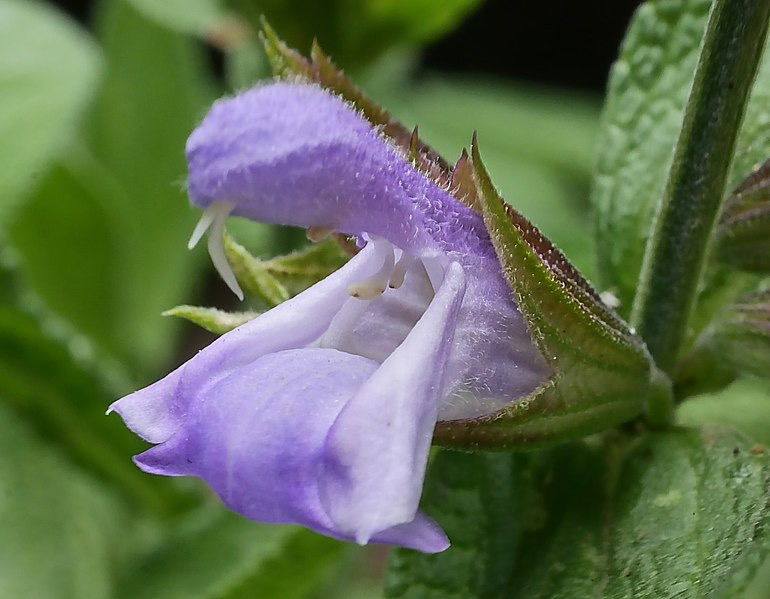 Sage Flower