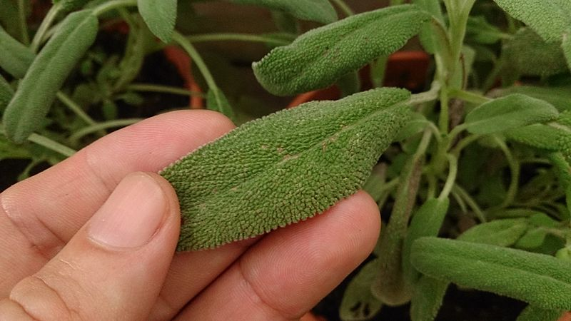 Sage Leaf