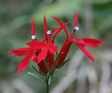 Cardinal Lobelia by Steven Horne