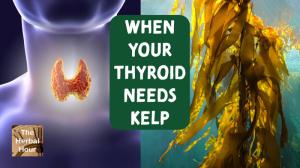 When Your Thyroid Needs Kelp