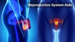  Reproductive System Formulas