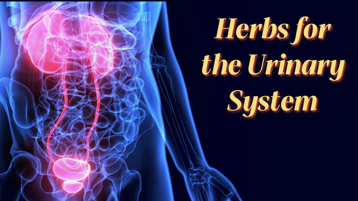 Herbs for the Urinary System