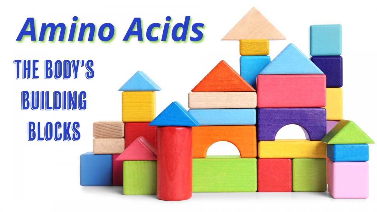 Amino Acids: The Body's Building Blocks
