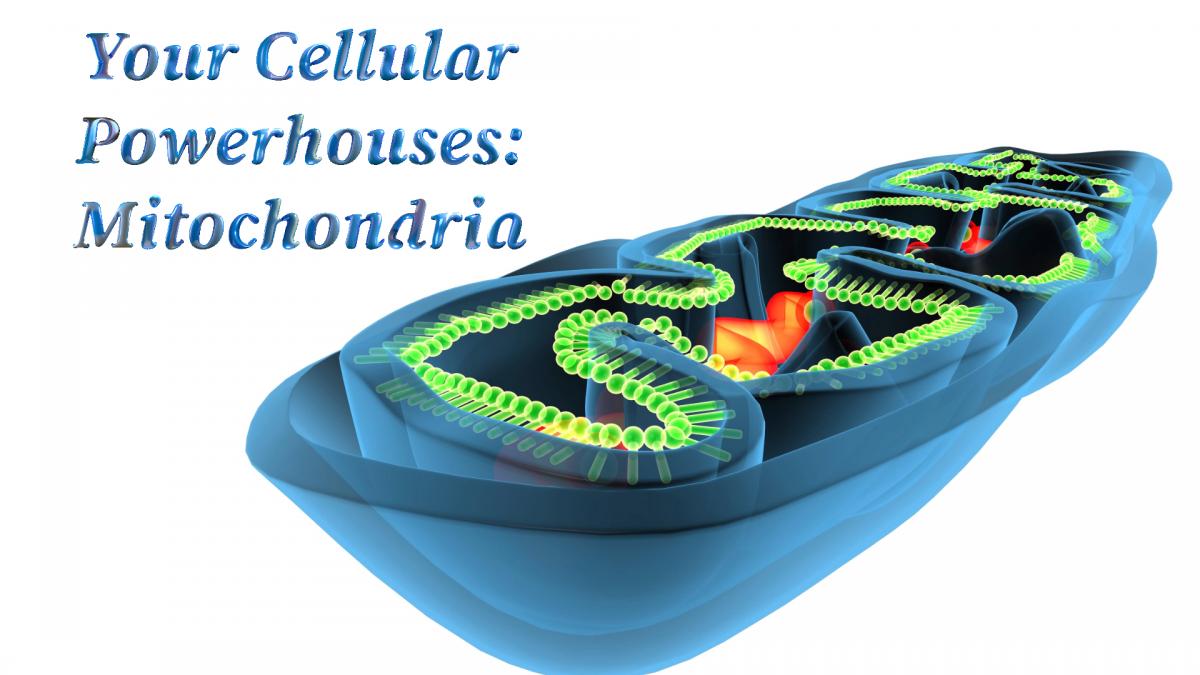 Your Cellular Powerhouses: Mitochondria