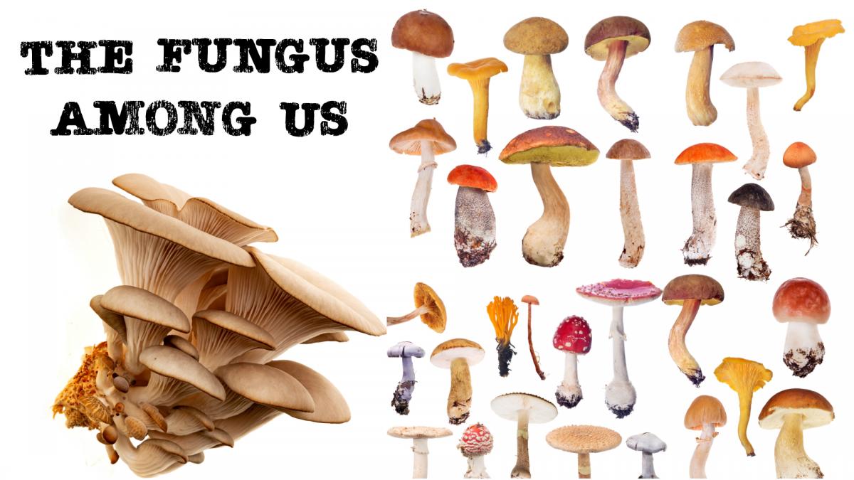  The Fungus Among Us: Fungal Friends and Fungal Foes: Understand Yeast/Fungal Infections and Medicinal Fungi