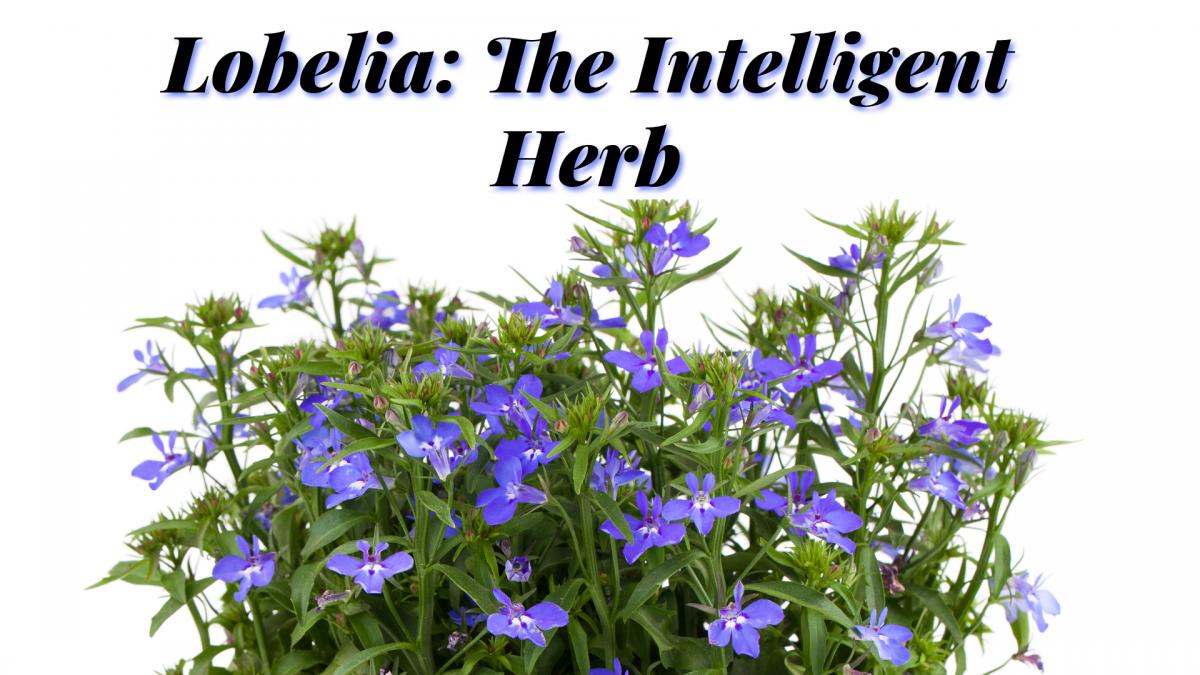 Lobelia: The Intelligent Herb: How Lobelia (and Other Antispasmodics) Can Help You Win the Battle Against Pain, Stress and Chronic Disease