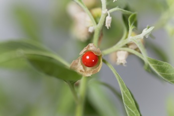 Ashwagandha and Other Adaptogens: Let nourishing adaptogens recharge your energy and restore your health